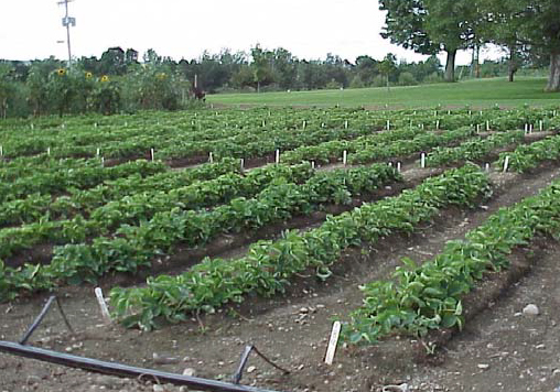 rows of strawberry plants