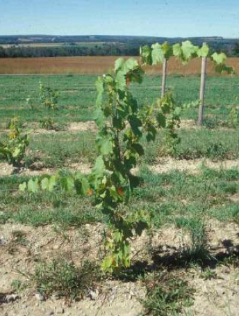 newly established grape vine