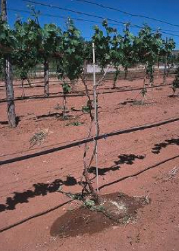 irrigated grapevines