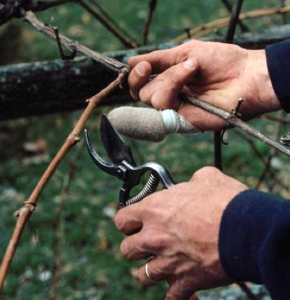 pruning grapevines