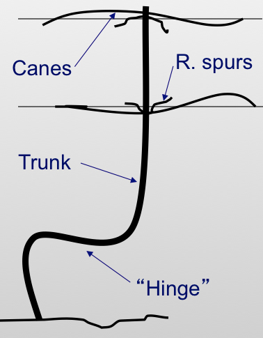 Illustration showing how to train tender varieties or for cold sites: Canes, R. spurs, Trunk, "Hinge"