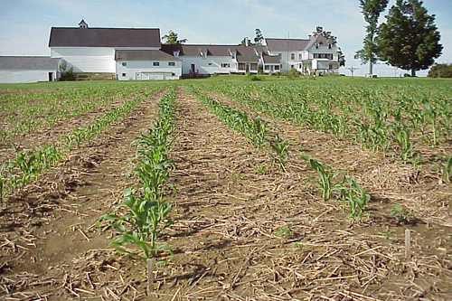 rows of young sweet corn in the field