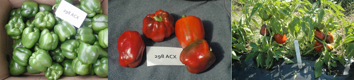 Peppers: 298ACX