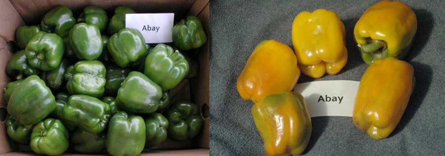 Peppers: Abay