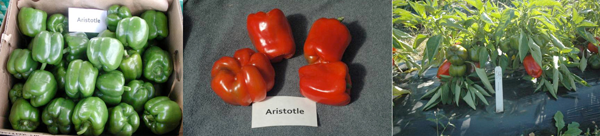 Peppers: Aristotle