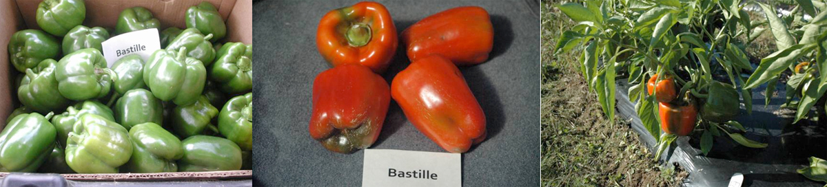 Peppers: Bastille