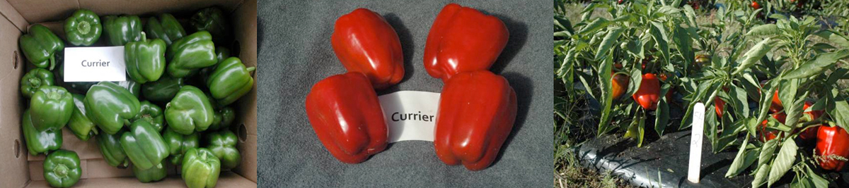 Peppers: Currier