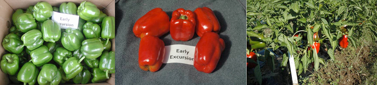 Peppers: Early Excursion