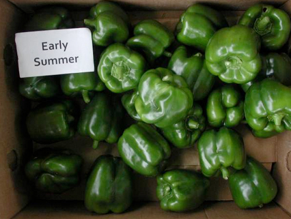 Peppers: Early Summer