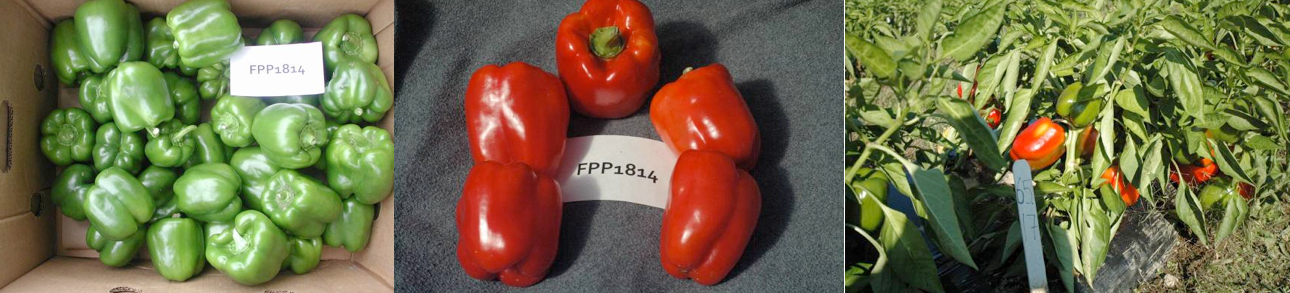 Peppers: FPP1814