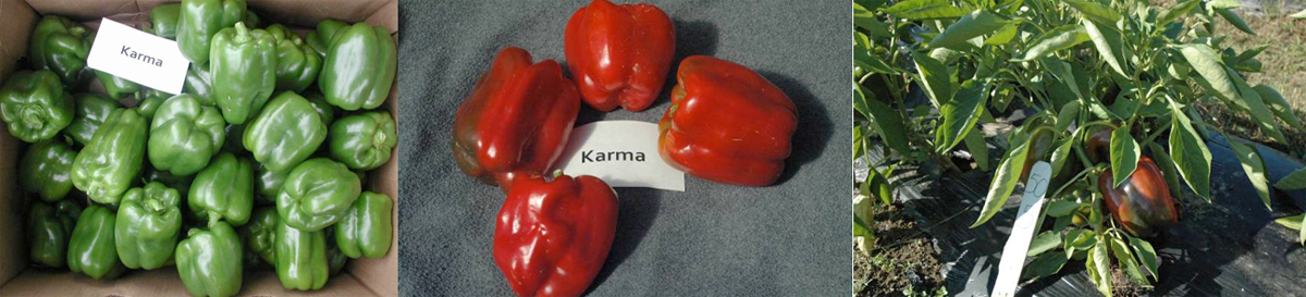 Peppers: Karma