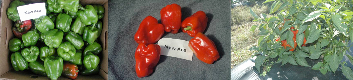 Peppers: New Ace