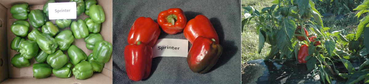 Peppers: Sprinter