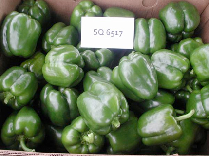 Peppers: SQ 6517