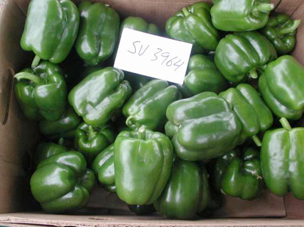 Peppers: SV 3964