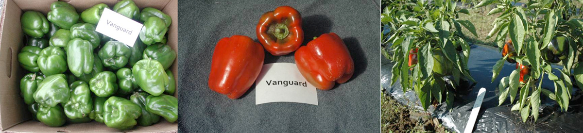 Peppers: Vanguard