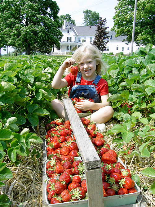 Lydia picks strawberries