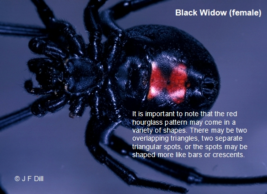 a Black Widow spider