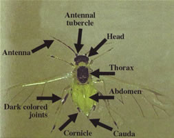 parts of an aphid