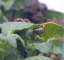 adult beetles on leaves