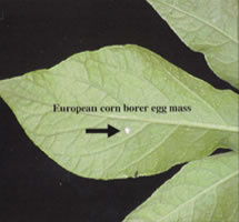 European Corn Borer egg mass