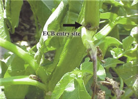 European Corn Borer Entry Site