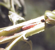 European Corn Borer Larvae