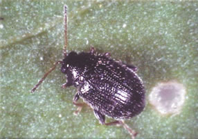 potato flea beetle
