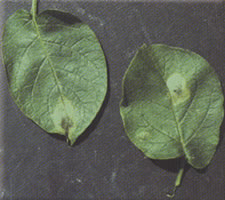 Potato late blight on leaves