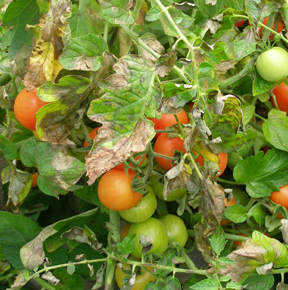tomato plant affected by late blight