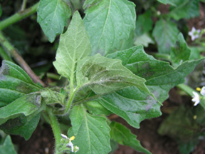 Hairy nightshade infected with potato late blight