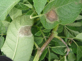 Late blight symptoms on leaves and stems.