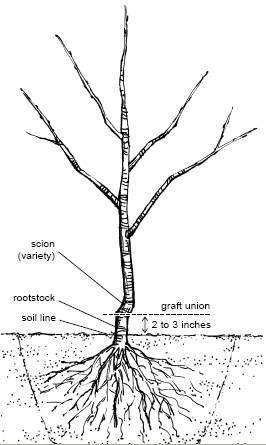 illustration showing the proper depth for planting