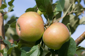 apples ripening on the tree; photo by Edwin Remsberg, USDA