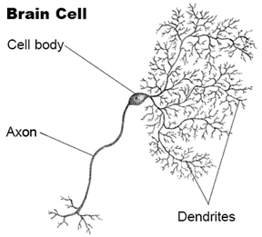 illustration of a brain cell, showing cell body, axon, and dendrites