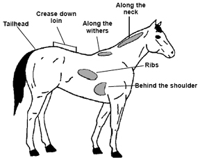 figure showing areas of fat in a horse