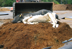 composting a cow carcass