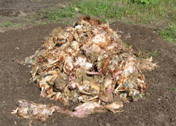 composting chicken carcasses
