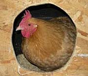 Buff Orpington hen in nest box; photo by Lloyd Ferris