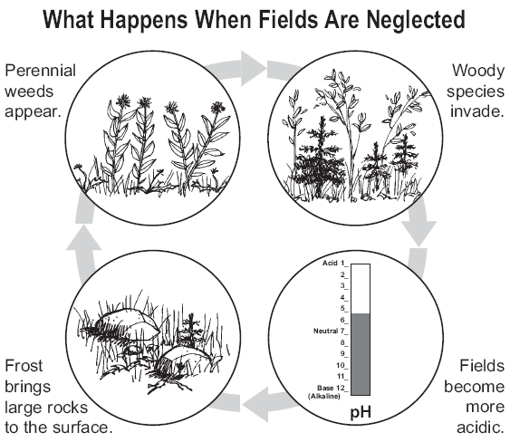 Illustration showing what happens when fields are neglected: perennial weeds appear; woody species invade; fields become more acedic; frost brings large rocks to the surface.