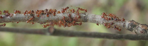 European fire ants on a branch.