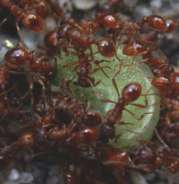 European fire ants mobbing a catepillar.