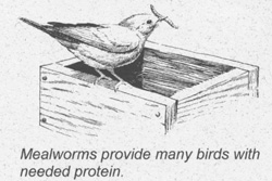 Mealworms provide many birds with needed protein.