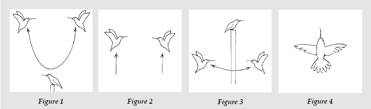 Figures 1-4: illustrations showing courtship rituals of hummingbirds