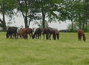 horses grazing in a pasture