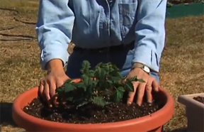 planting a tomato plant in a container
