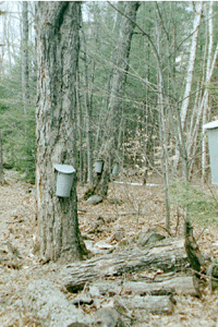 sap buckets hanging on trees.