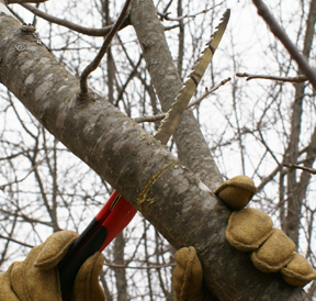 pruning a branch from a tree