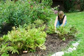 Extension expert planting a rain garden; photo by Edwin Remsberg, USDA