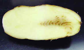 PMTV is transmitted by the pathogen that causes powdery scab disease in potatoes 